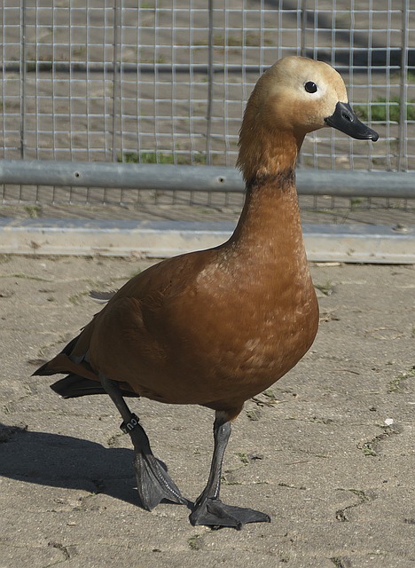 室和嘉賓合